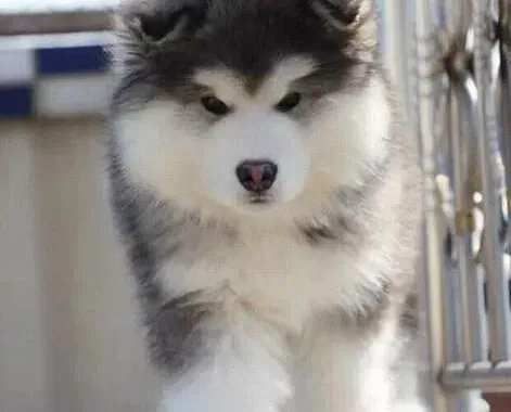阿拉斯加犬|药到病除 治疗阿拉斯加雪橇犬肺病的良药