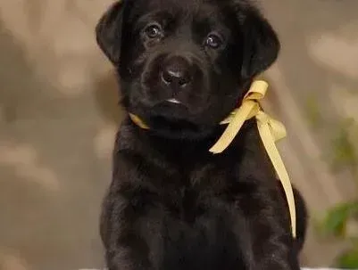 拉布拉多|拉布拉多犬最近厌食怎么办