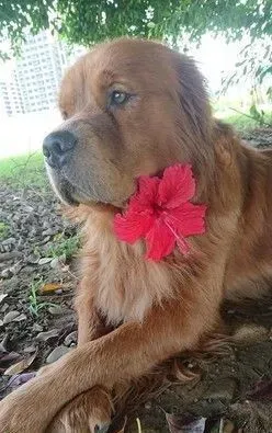 贴心阿金是马麻的小棉袄 每天早上起来帮忙拆发圈