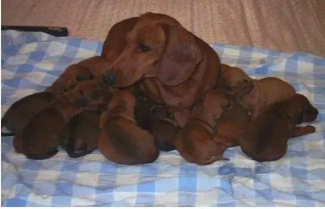 腊肠犬|幸福生活之如何科学饲养不同时期的腊肠犬