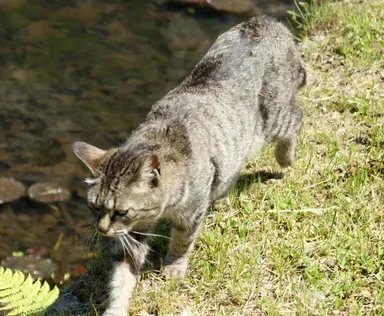 被猫抓伤红肿怎么办 可能是“猫抓病” | 猫