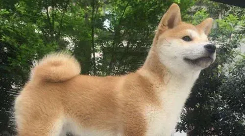 柴犬尾巴分类 柴犬尾巴原来形状这么多 | 柴犬