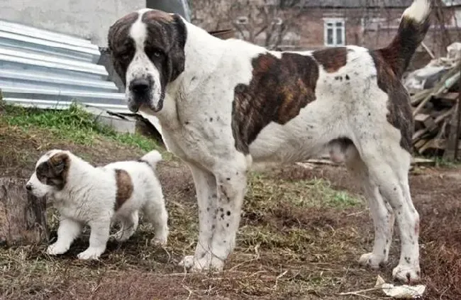 中亚牧羊犬|中亚牧羊犬是否生病有哪些前期的表现