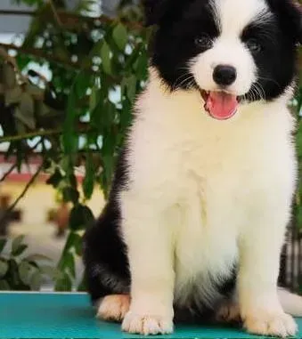 边境牧羊犬|边境牧羊犬最近食欲非常不好，怎么喂养