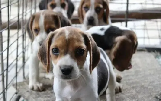 比格犬|求解 比格犬打疫苗的一些详细问题