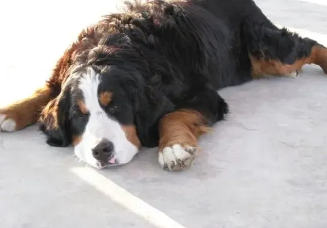 伯恩山犬|护理大百科 生活中怎样护理伯恩山犬