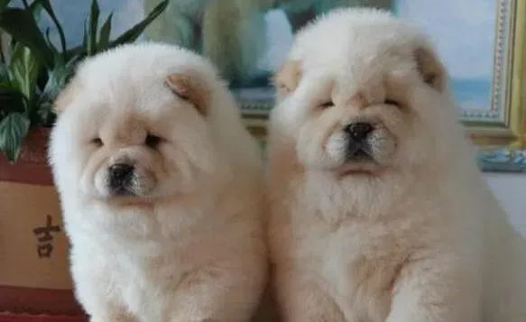 松狮犬|松狮犬眼睛红肿是发炎了么