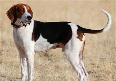 哈利犬寿命 哈利犬一般可以活到20年左右的 | 哈利犬