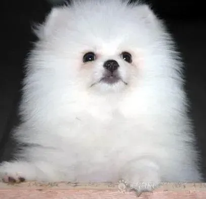 博美犬|梳梳更美丽 给博美犬梳理毛发的相关知识