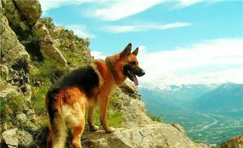 德国牧羊犬和黑背的区别 黑背是德国牧羊犬俗称 | 德国牧羊犬