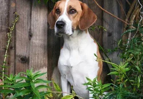 哈利犬寿命 哈利犬一般可以活到20年左右的 | 哈利犬