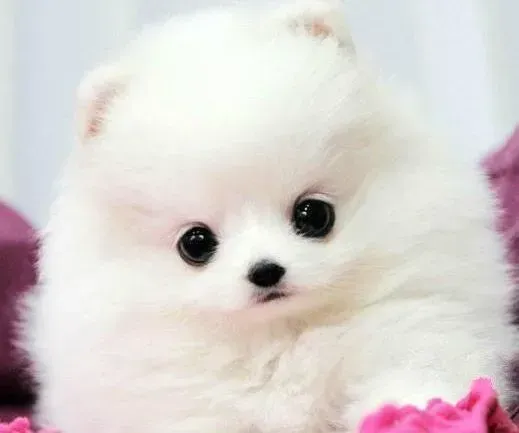 博美犬|博美犬不怎么吃饭呕吐黄色泡沫是怎么了