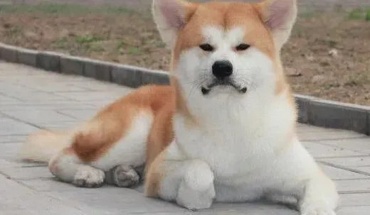秋田犬|秋田犬心脏肥大有抽搐的现象吃什么药治疗