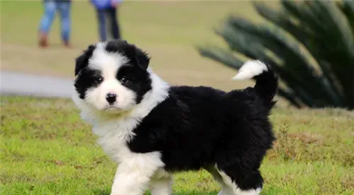 边境牧羊犬咬不咬人 牧羊犬是不会主动咬人的 | 边境牧羊犬
