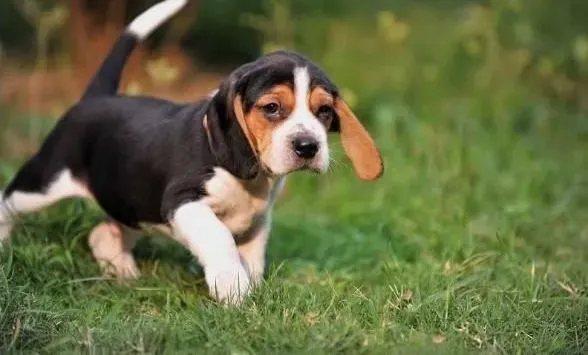 比格犬|比格犬好养吗 比格犬的占有心理行为讲解