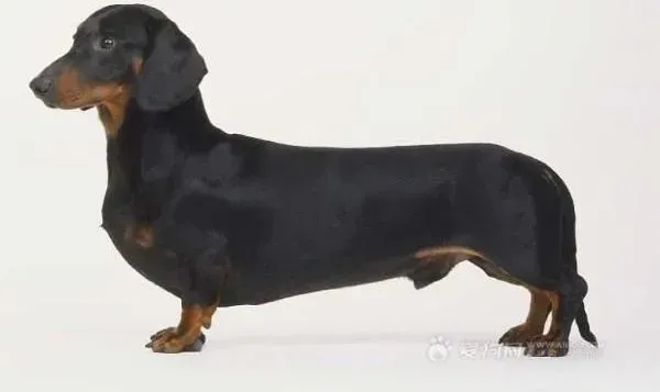 腊肠犬|四个方法瞬间解决腊肠犬打针乱动的坏毛病