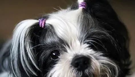 西施犬脾气 西施犬总的来说是很温顺的狗狗 | 西施犬
