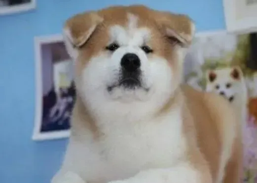 秋田犬|如何预防秋田犬患上关节炎
