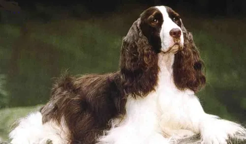 史宾格犬的特点 史宾格犬是大小适中的运动犬 | 史宾格犬