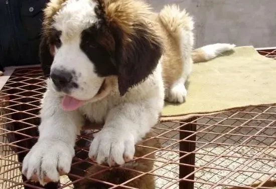 圣伯纳犬|圣伯纳犬是聪明的狗狗吗