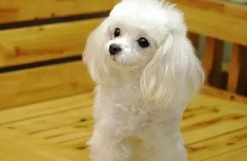 贵宾犬|贵宾犬拉稀呕吐透明粘液是细小病毒吗