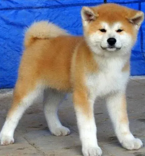秋田犬|初次带秋田犬回家有哪些问题要注意