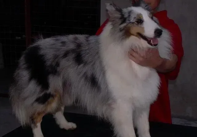 喜乐蒂|40天的喜乐蒂犬呕吐狗粮会死掉吗