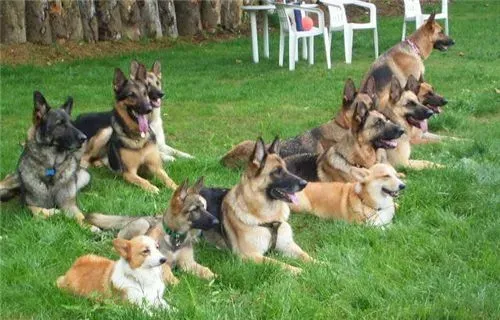 德国牧羊犬和黑背的区别 黑背是德国牧羊犬俗称 | 德国牧羊犬