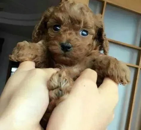 贵宾犬|贵宾犬突然呕吐个不停应怎么办