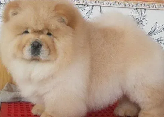 松狮犬|松狮犬在春天的生活需要如何照料