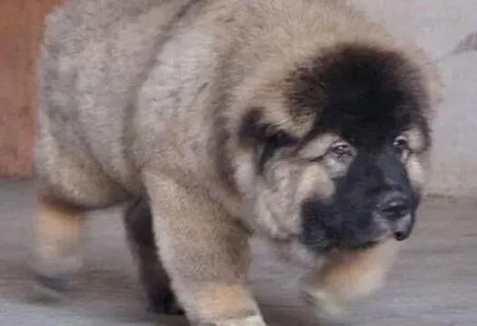 高加索犬|高加索犬最近尿尿很黄应该吃点什么
