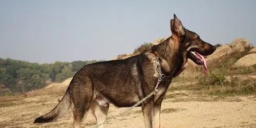 昆明犬的饲养 喂食要定时定量营养要平衡 | 昆明犬