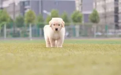 金毛|如何正确的纠正金毛犬的挑食行为