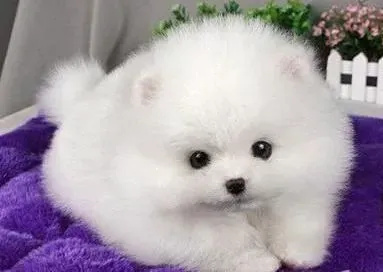 博美犬|针对博美犬上火的一些治疗意见