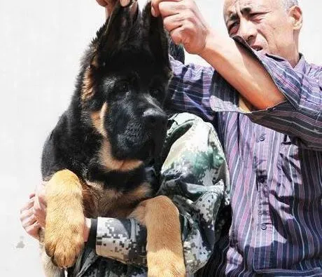 德国牧羊犬|德国牧羊犬咳嗽，有点干呕应吃点什么药