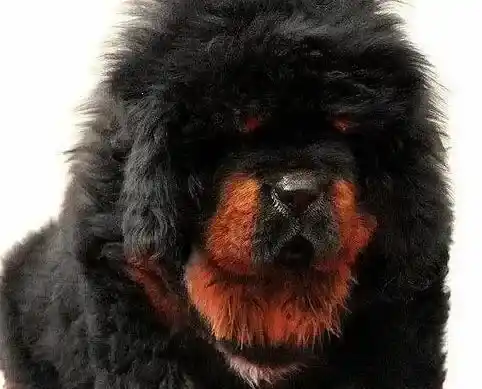 藏獒|三个月的藏獒最近总咳嗽应怎样治疗