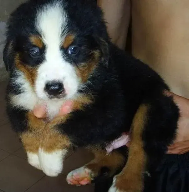 伯恩山犬|伯恩山犬已经六天没吃东西了