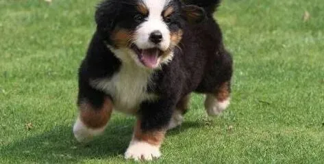 伯恩山犬|怀孕可以如此简单 三个要点轻松让伯恩山犬顺利生产