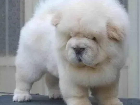 松狮犬|松狮犬拉稀带水该怎么办，求解答