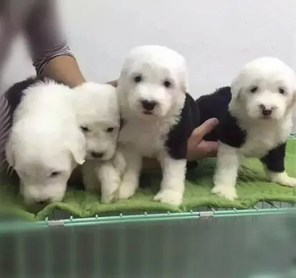 古代牧羊犬|关于古代牧羊犬扑人原因的分析