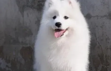 萨摩耶|我们共同为萨摩耶犬的生命健康负责
