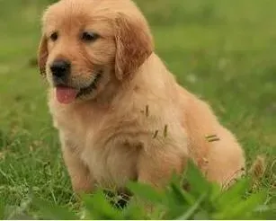 金毛|金毛犬嘴唇溃烂，总流口水怎么办