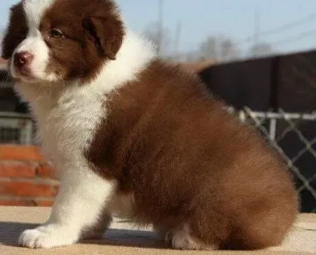 边境牧羊犬|正确给长毛边境牧羊犬梳理毛发的方法