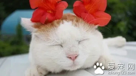 猫能吃什么水果 猫咪可以吃水果要控制量 | 猫