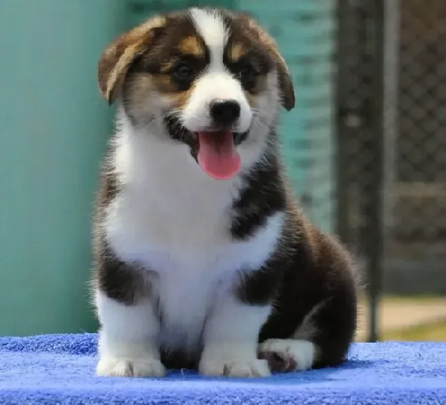 柯基犬|夏季饲养柯基犬要特别注意的五件事