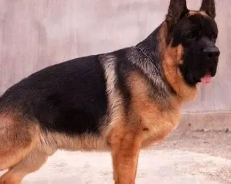 德国牧羊犬|春秋饲养德国牧羊犬的方法有哪些