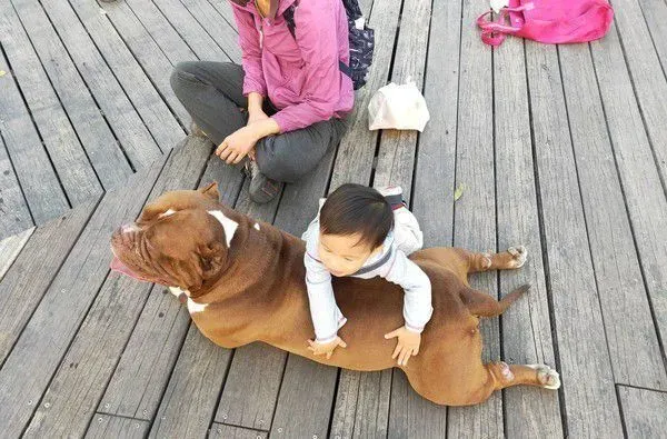 恶霸犬不要抱抱只要球球 逗趣可爱模样笑翻网友 | 狗