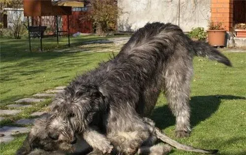 爱尔兰猎狼犬护主吗 是优秀的守门犬 | 爱尔兰猎狼犬