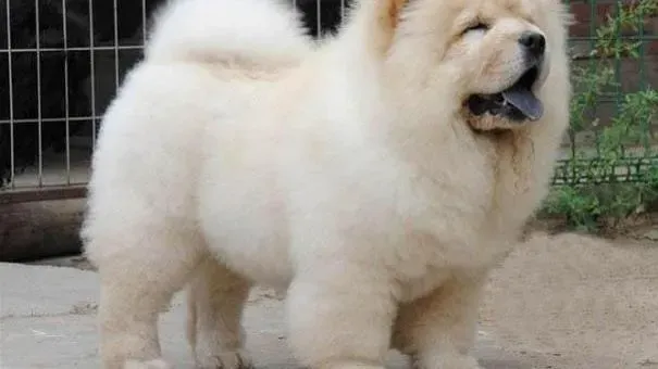 松狮犬|松狮犬眼屎多怎么办 清理眼屎很关键