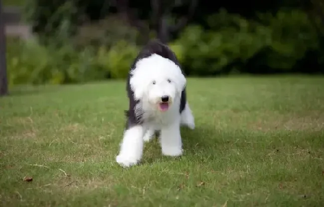 古代牧羊犬|古代牧羊犬拉稀便血是什么问题